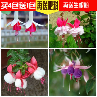 倒挂金钟 灯笼花花种子 吊钟海棠 室内盆栽香草植物四季播种花卉