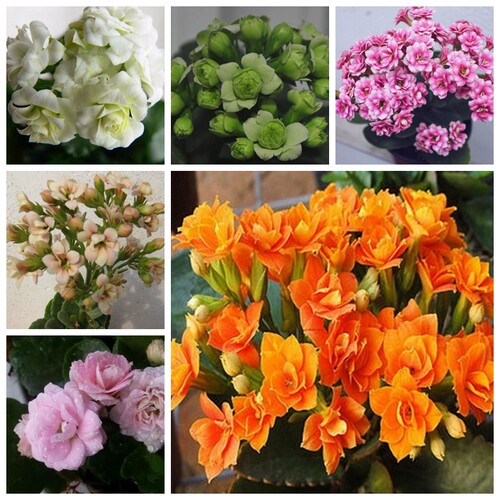 绿植重瓣盆栽多肉年宵花卉