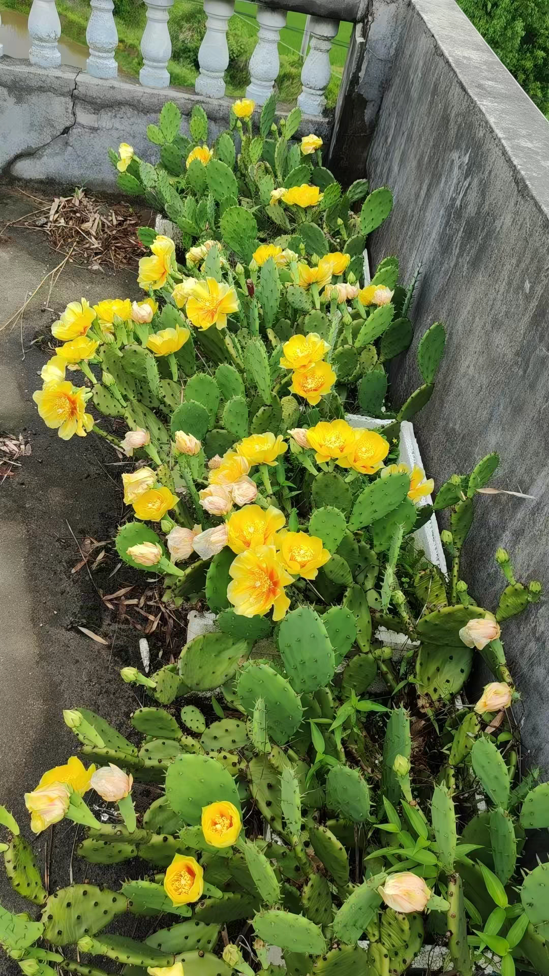 仙人掌种子新鲜仙人掌绿色多肉植物盆栽花卉植物室内多肉植食用