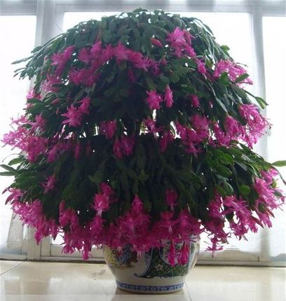 蟹爪兰盆栽种子 花卉观花植物室内花四季开花