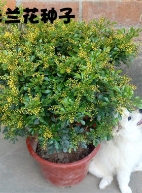 米兰种子植物花卉室内绿植盆景