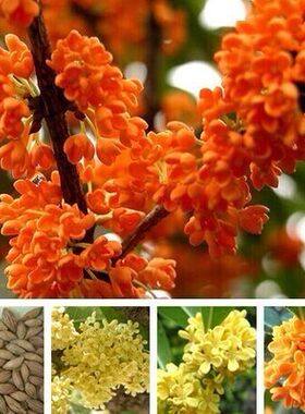 桂花种子 桂花树种子金桂丹桂沉香桂四季桂花种子 花卉种子