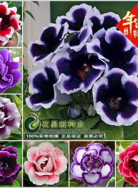 重瓣芙蓉花种子大岩桐