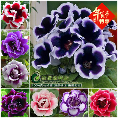 重瓣芙蓉花种子大岩桐