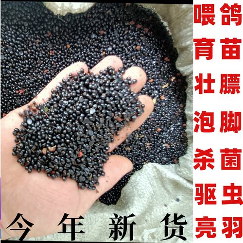 野生花椒苗价格 野生花椒苗图片 星期三