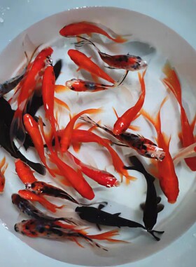观赏鱼包邮饲料鱼练手苗昆明红草五花草金鱼公母易存活鱼苗