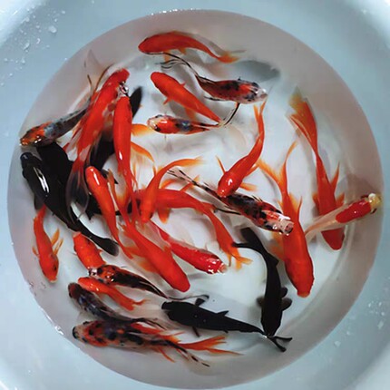 观赏鱼包邮饲料鱼练手苗昆明红草五花草金鱼公母易存活鱼苗