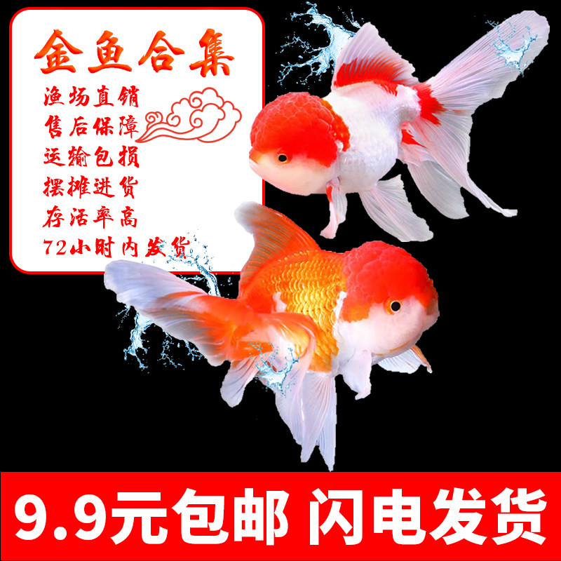 活体小淡水小型小金鱼蝶尾观赏鱼 价格 多少钱 优惠券 优惠信息 购物没得比官网