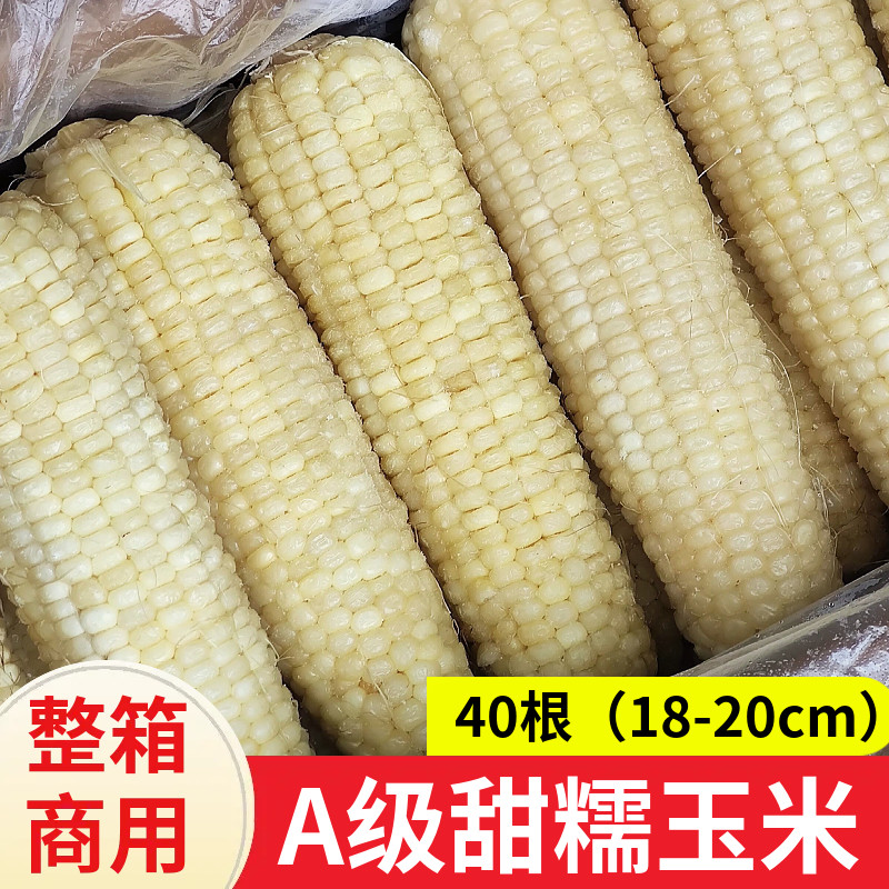 东北甜糯玉米棒A级冷冻散装 1号玉米40根 粘糯玉米棒早餐玉米棒子
