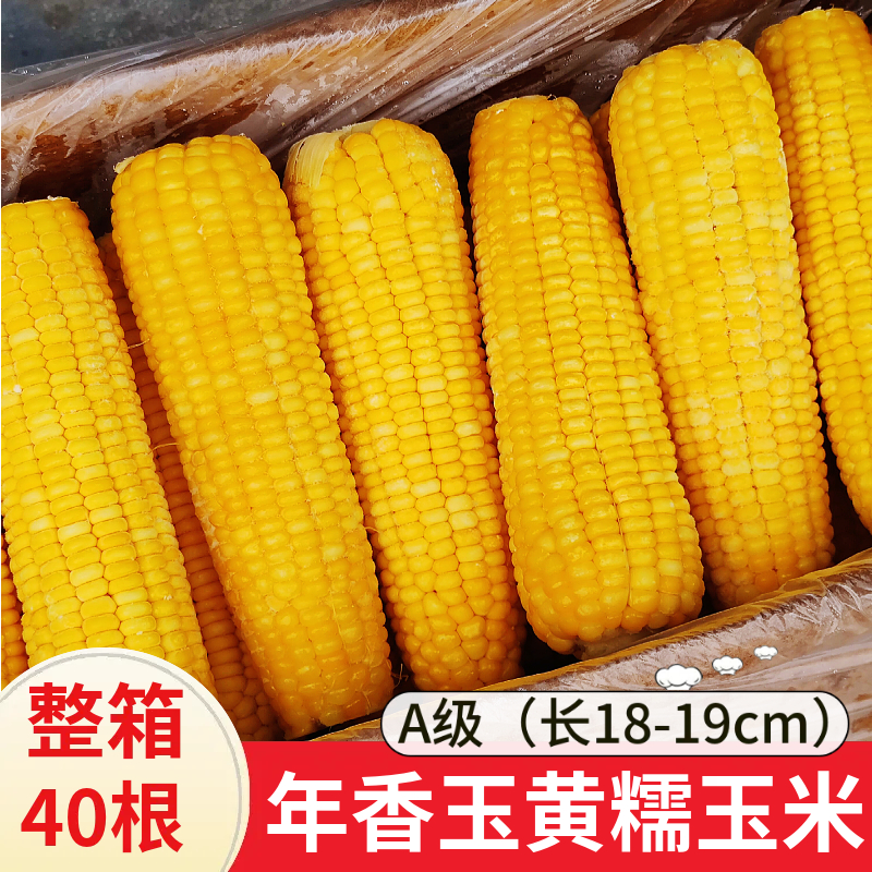 年香玉黄色甜糯玉米棒40根