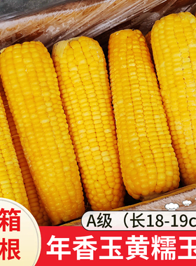 年香玉黄色甜糯玉米棒一号新鲜糯冷冻玉米商用大玉米棒40根整箱批