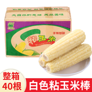 万粒员白色甜糯玉米棒 40根粗玉米一号玉米大玉米棒18-20厘米整箱