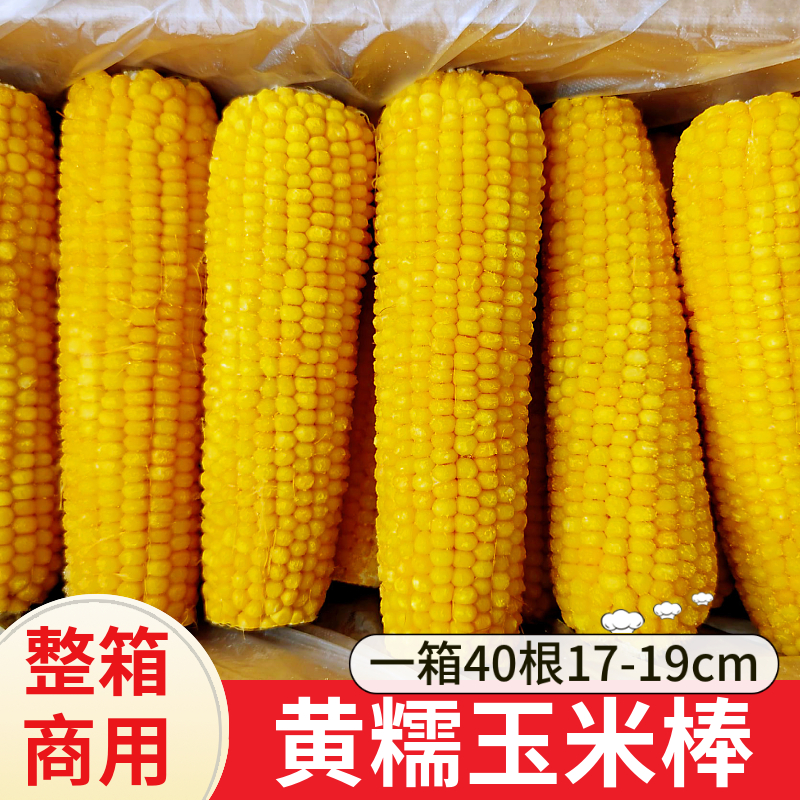 东北黑龙江玉米棒东北黄色糯玉米