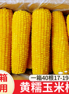 东北黑龙江玉米棒东北黄色糯玉米