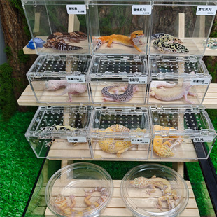 豹纹守宫蜥蜴宠物萝卜爬宠活物蜥蜴宠物小火龙幼体入门级爬宠活物