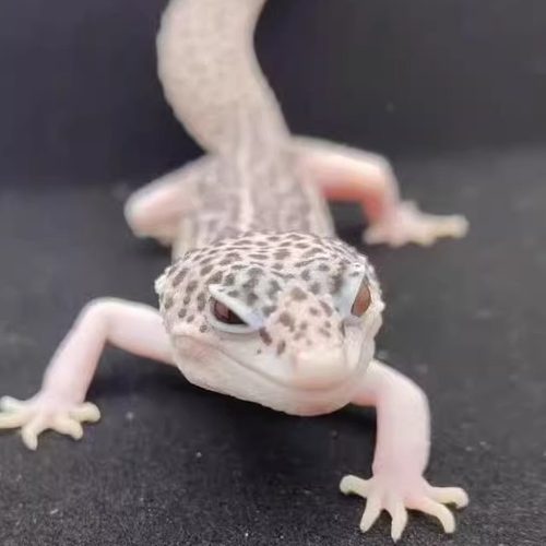 豹纹守宫银河肥尾蜥蜴成体亚成体非幼苗不咬人可爱无毒爬宠活物