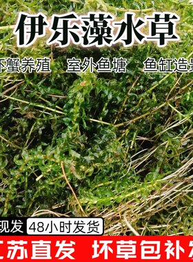 伊乐藻吃不败草苗鱼小龙虾蟹养殖专用净化水质水生植物增氧水草