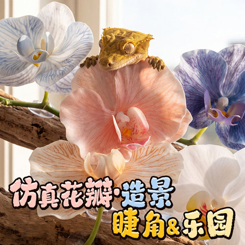 ans洛洛仿真蝴蝶兰不枯萎不褪色