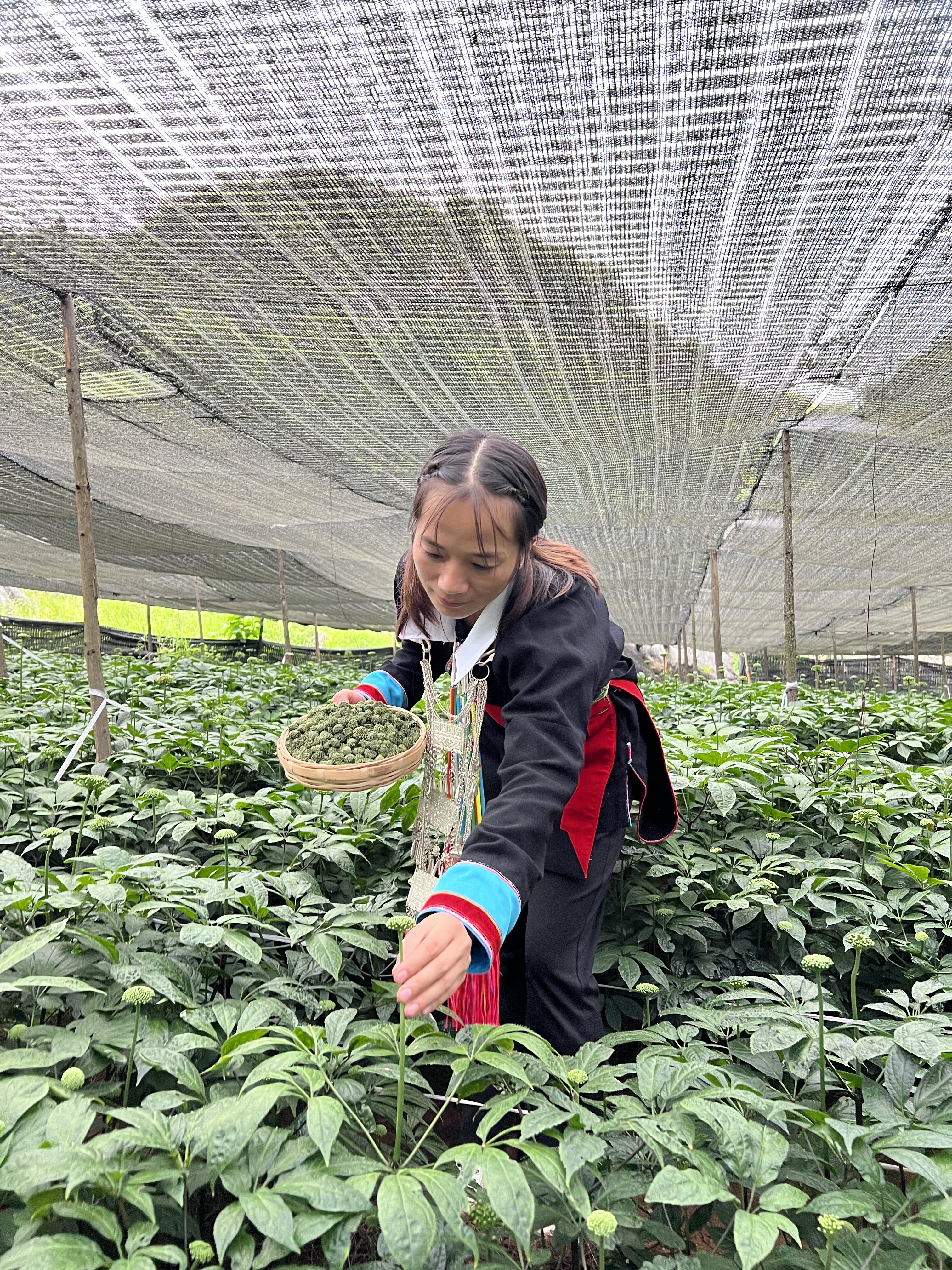 云南文山三七花茶特级田七花泡水滋补养生镇静安神药材500g买1发2