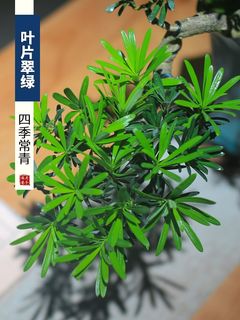 新销罗汉松盆景室内植物摆件造景绿植桌面新中式茶桌造型悬崖老品