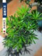 茶桌造型悬崖老品 新销罗汉松盆景室内植物摆件造景绿植桌面新中式