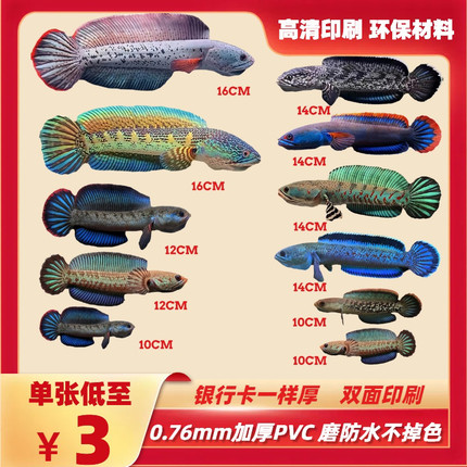雷龙鱼训练卡双面加厚PVC鼓腮巡游训鱼工具