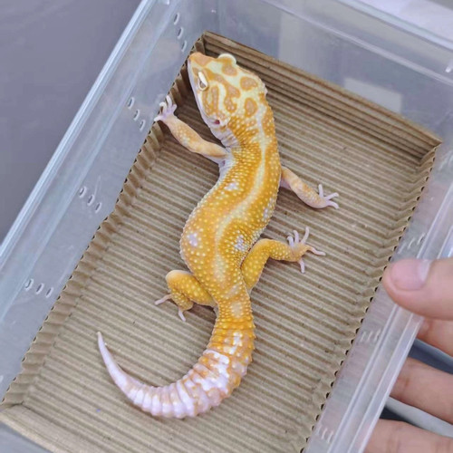 豹纹守宫蜥蜴宠物活物肥尾小幼体温顺活物爬宠入门