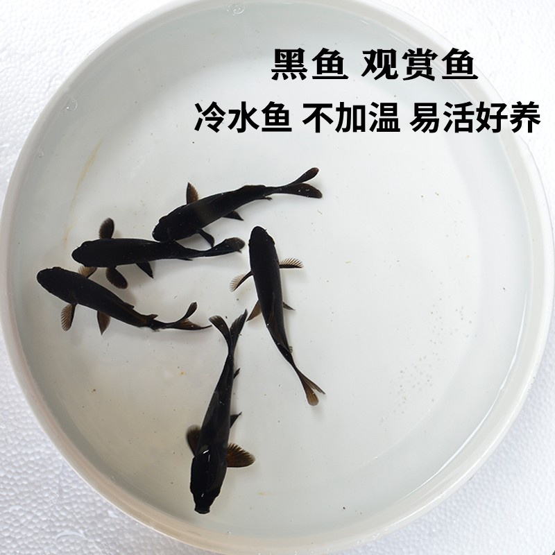黑鱼冷水鱼好养淡水观赏鱼草金鱼
