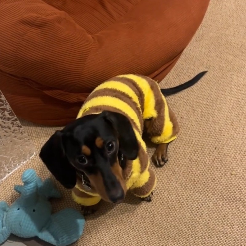 狗狗毛衣腊肠狗小型犬蜜蜂衣服可牵引宠物秋冬装保暖四脚衣背心