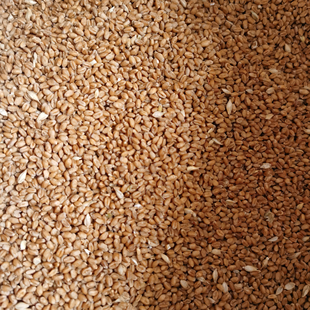 山东老品种冬小麦粒自留种食用磨面麦芽糖种植发芽药引榨汁酿酒