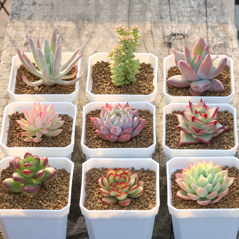 多肉植物精品贵货恩宠白女王冰魄爱神皮皮虾梦幻女王颜如玉