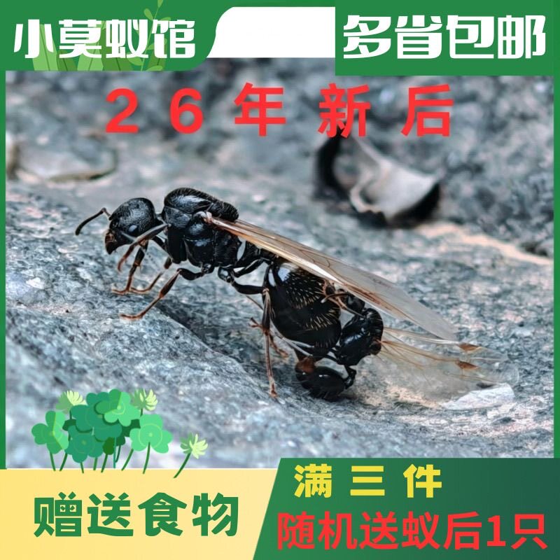 小莫蚁馆 针毛收获蚁 2026年新后 宠物蚂蚁好养收获蚁 新手蚁简单