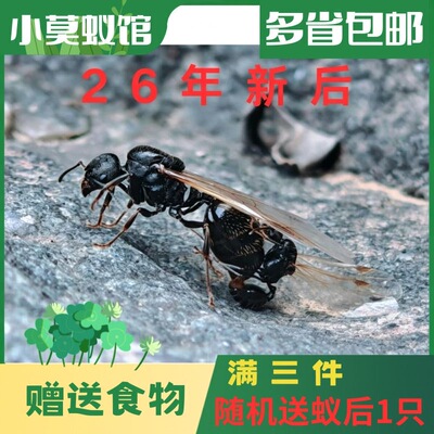 小莫蚁馆 针毛收获蚁 2026年新后 宠物蚂蚁好养收获蚁 新手蚁简单