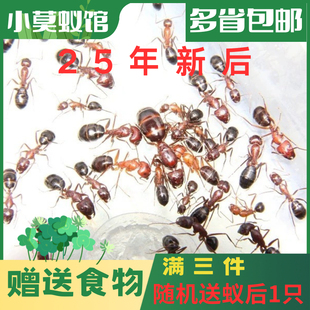 小莫蚁馆 突厥弓背蚁 2025年新后 庄园蚁后 城堡 养蚂蚁宠物蚁巢