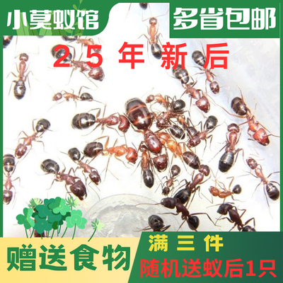 小莫蚁馆 突厥弓背蚁 2025年新后 庄园蚁后 城堡 养蚂蚁宠物蚁巢
