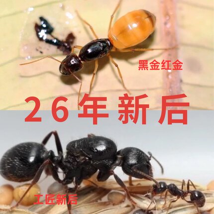 小莫蚁馆 26年新后黑金费氏弓背蚁 红金弓背蚁 工匠收获蚁送食物
