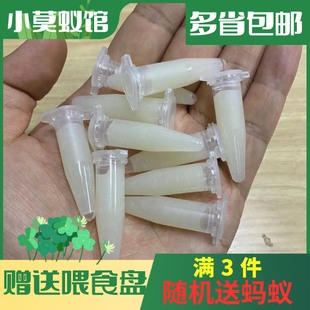 营养液 小莫蚁馆 变色蜂蜜水 可食用 蚂蚁果冻 弓背蚁喂食专用