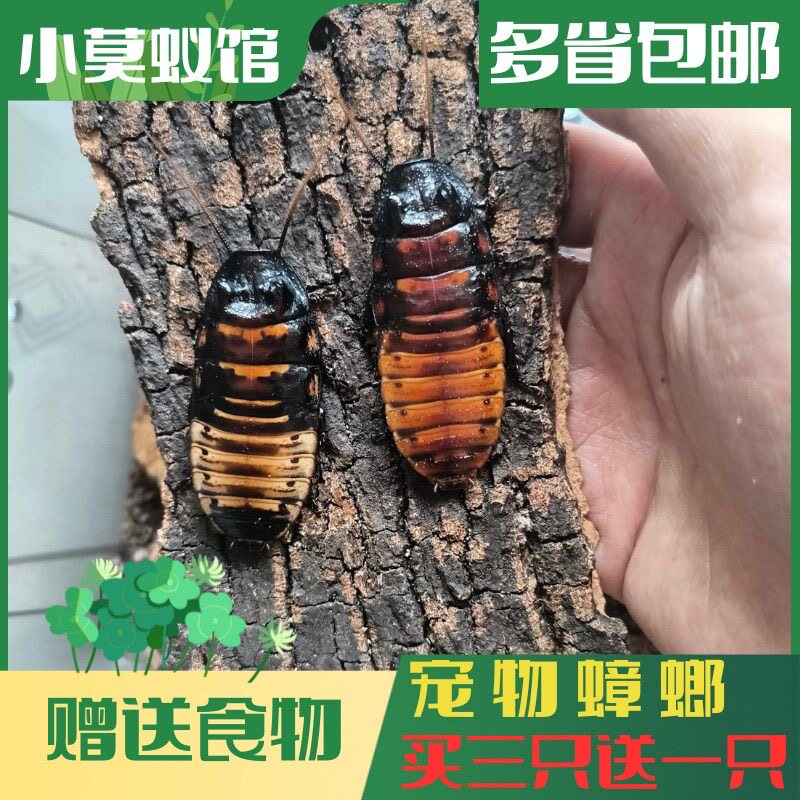 网红宠物马达加斯加发声蟑螂 会叫的蟑螂 国外进口巨型马岛蟑螂