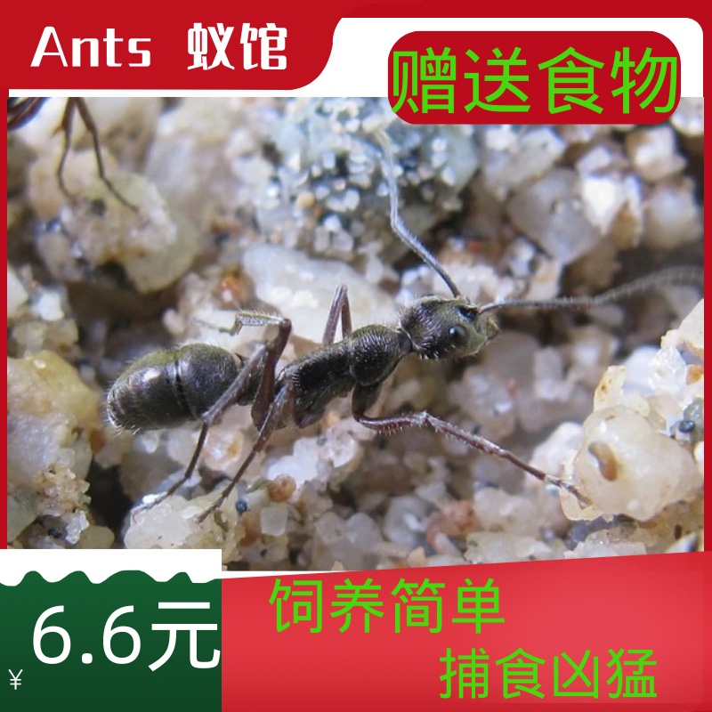 Ants蚁馆 聚纹双刺猛蚁 凶猛  生命顽强 个大 宠物蚂蚁 无后繁殖