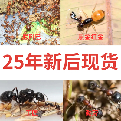 小莫蚁馆 25年新后黑金红金 尼科巴 无鄂齿 工匠新后 活体蚂蚁
