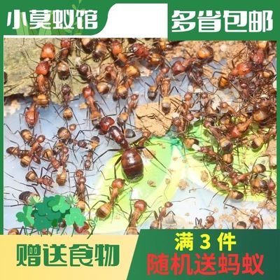 小莫蚁馆 尼科巴弓背蚁 2024年新后 新手蚂蚁城堡 工坊宠物活体