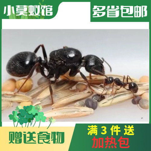小莫蚁馆 新手蚂蚁宠物活体 工匠收获蚁 吃种子收货蚁 - 封面