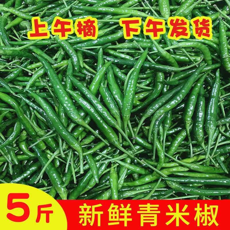 新鲜青米椒小米辣椒现摘现发小尖椒剁椒超辣朝天椒特辣青泡椒辣椒