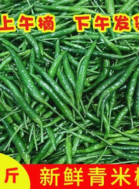 新鲜青米椒小米辣椒现摘现发小尖椒剁椒超辣朝天椒特辣青泡椒辣椒