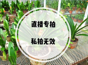 长春林才龙纹君子兰苑直播下单链接