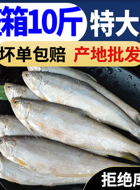 【高品质】新鲜黄鲫鱼黄尖子毛扣鱼油扣马口鱼烤子鱼海捕鱼