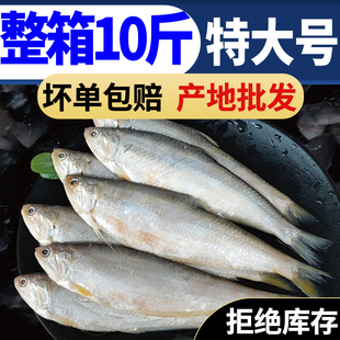 【高品质】新鲜黄鲫鱼黄尖子毛扣鱼油扣马口鱼烤子鱼海捕鱼