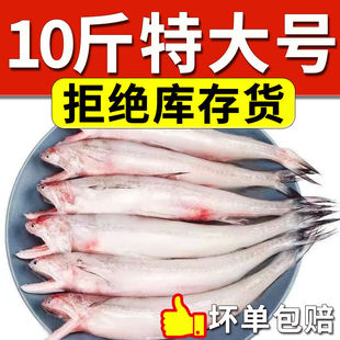 豆腐鱼海鲜大头鱼水龙鱼新鲜九肚鱼龙头鱼鲜活冷冻包邮丝丁鱼水潺