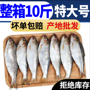 【高品质】鲥鱼海鲫鱼大迟鱼赤眼鱼鲜活冷冻海产品海鲜