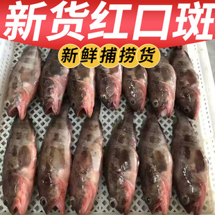 新鲜速冻石斑鱼深海野生老虎斑红口斑鱼野生海水鱼海鲜批发